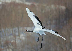 Red-crowned Crane