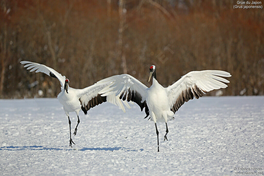 Red-crowned Craneadult, Flight, Behaviour