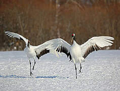 Red-crowned Crane