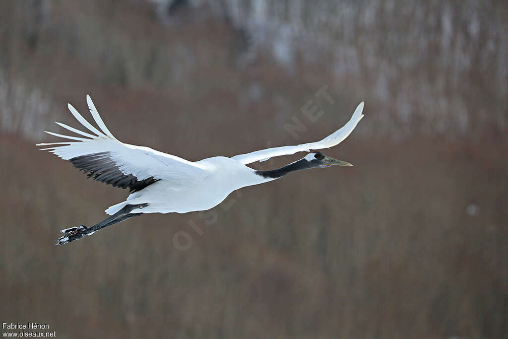 Red-crowned Craneadult, Flight