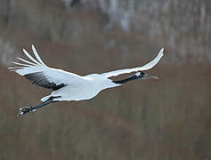 Red-crowned Crane