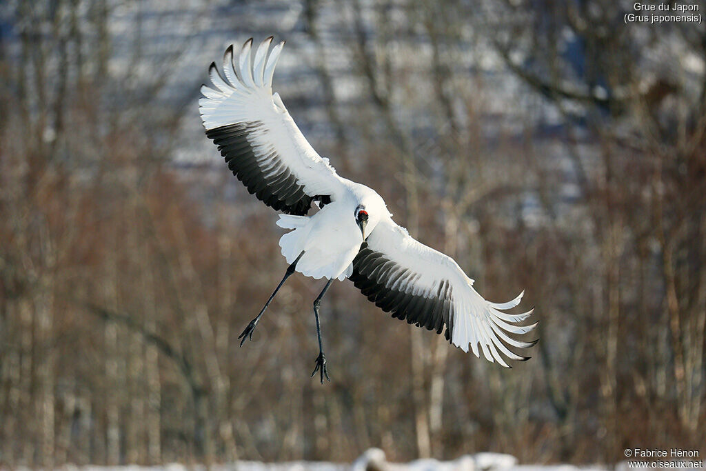 Red-crowned Craneadult, Flight