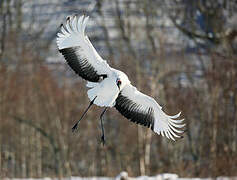 Red-crowned Crane