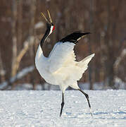 Red-crowned Crane