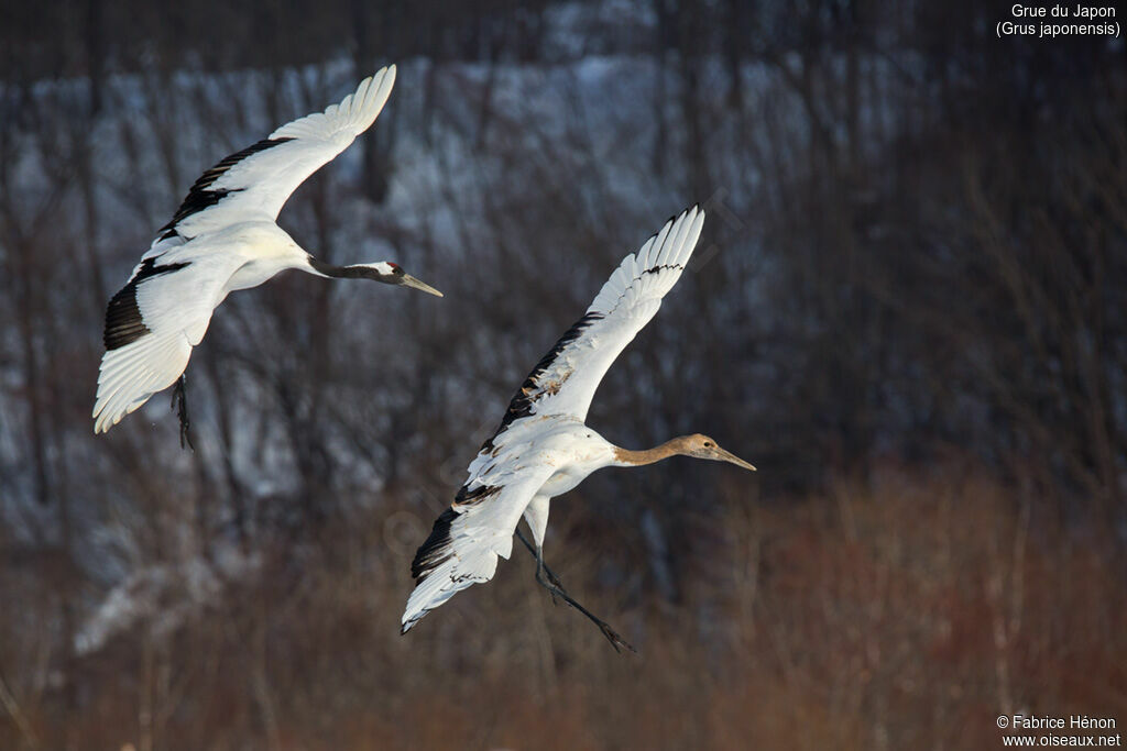 Red-crowned Cranejuvenile, Flight