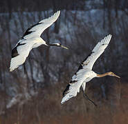 Red-crowned Crane