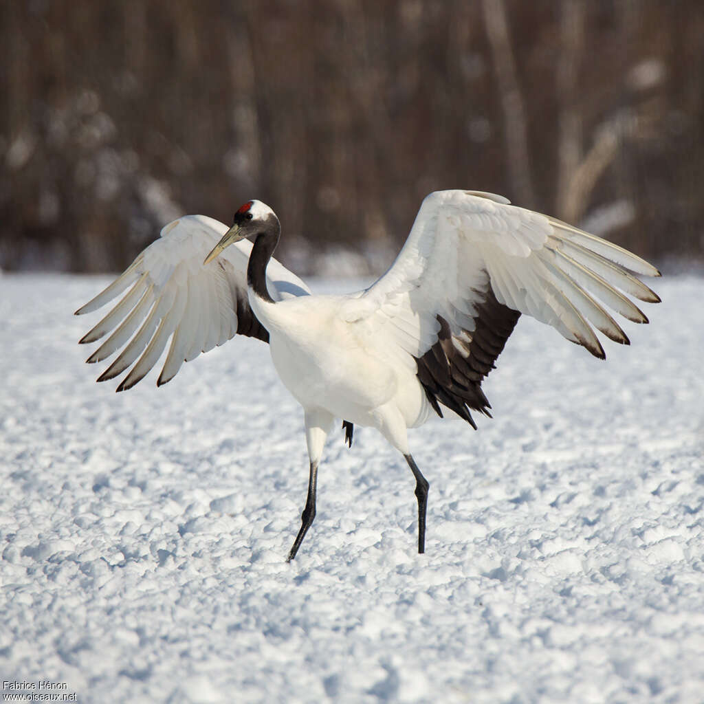 Red-crowned Craneadult