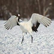 Red-crowned Crane