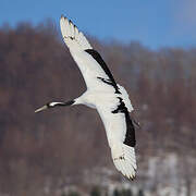 Red-crowned Crane