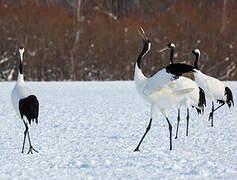 Red-crowned Crane