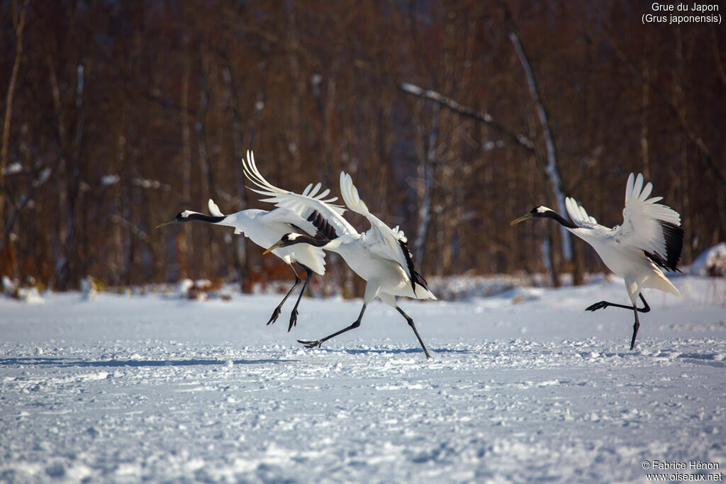 Red-crowned Craneadult, Flight