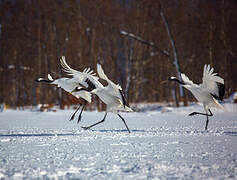 Red-crowned Crane