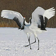 Red-crowned Crane