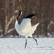 Red-crowned Crane