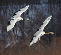 Red-crowned Crane