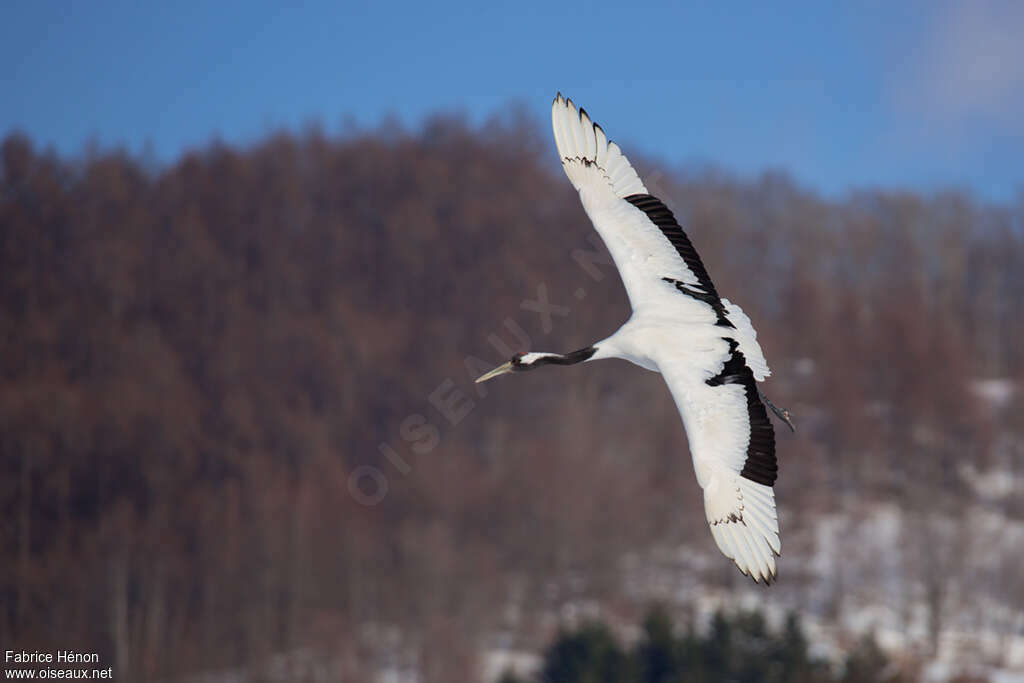 Red-crowned Craneadult, Flight