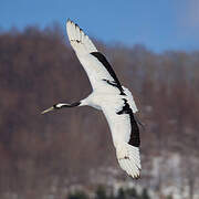 Red-crowned Crane