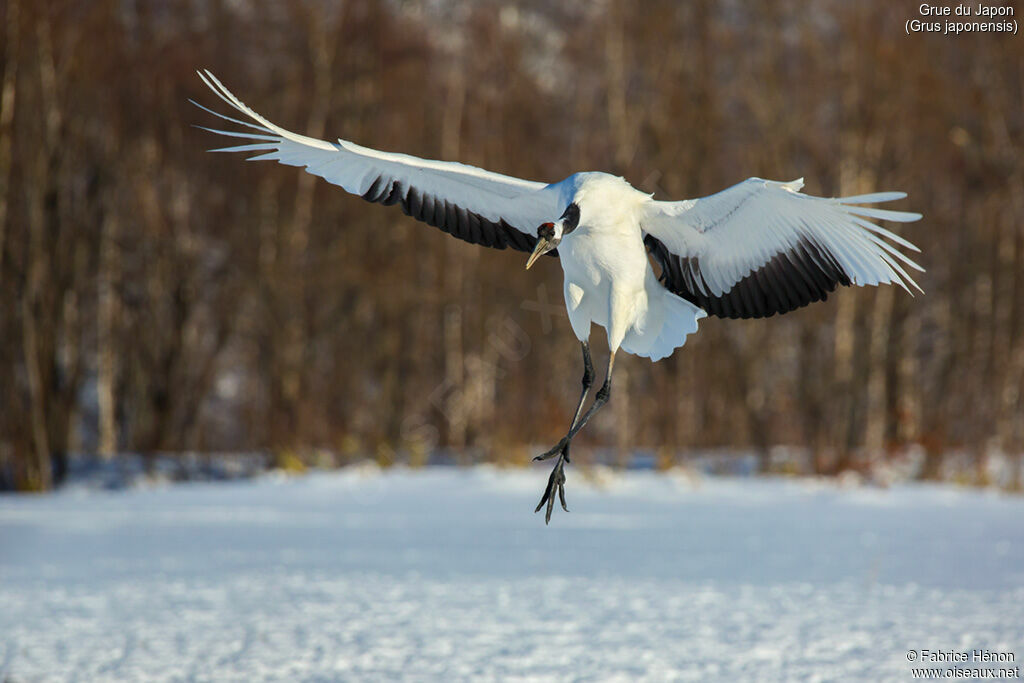 Red-crowned Craneadult, Flight