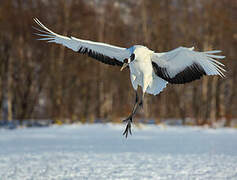 Red-crowned Crane