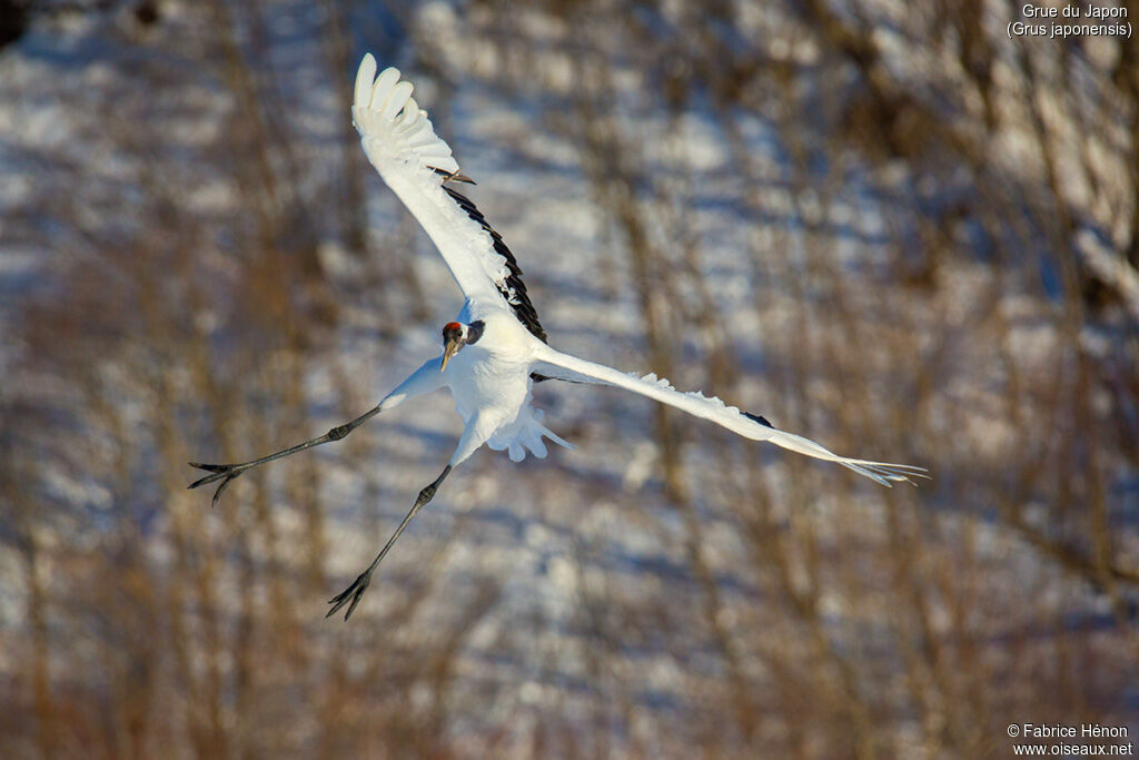 Red-crowned Craneadult, Flight