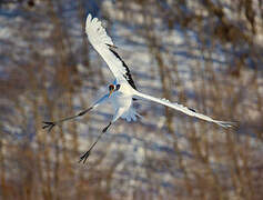 Red-crowned Crane