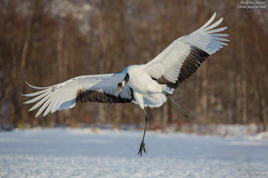 Red-crowned Craneadult