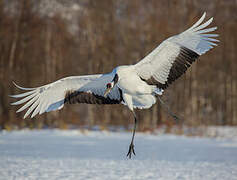 Red-crowned Crane