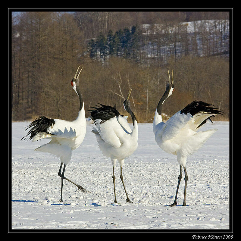 Red-crowned Craneadult