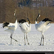 Red-crowned Crane