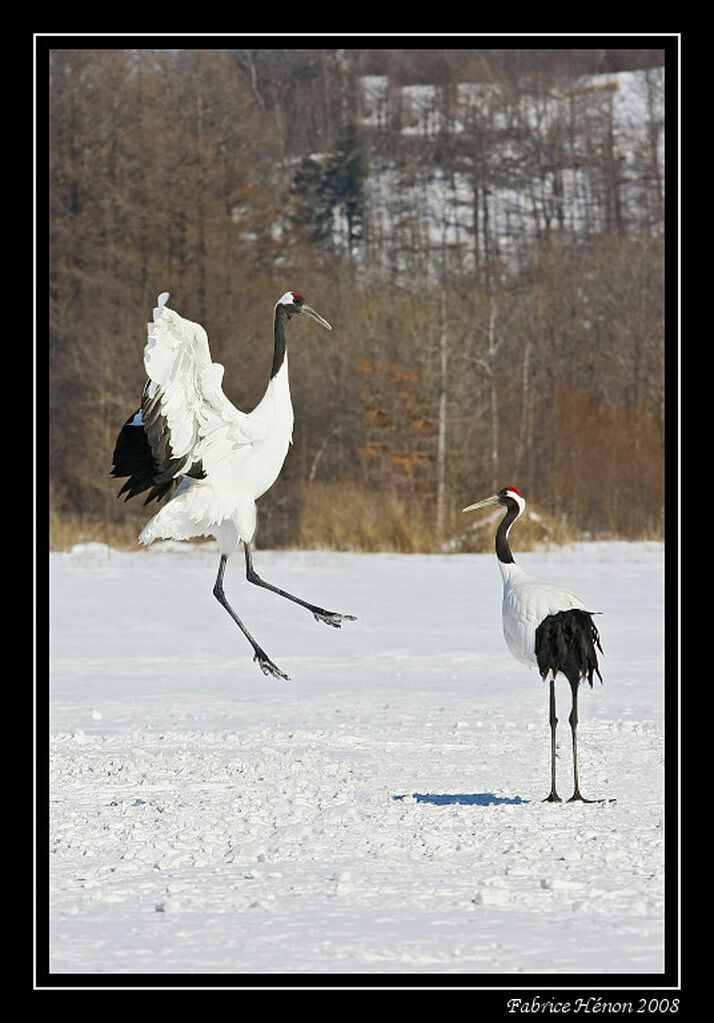 Red-crowned Craneadult post breeding