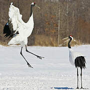 Red-crowned Crane