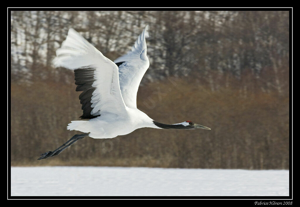 Red-crowned Crane