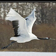 Red-crowned Crane