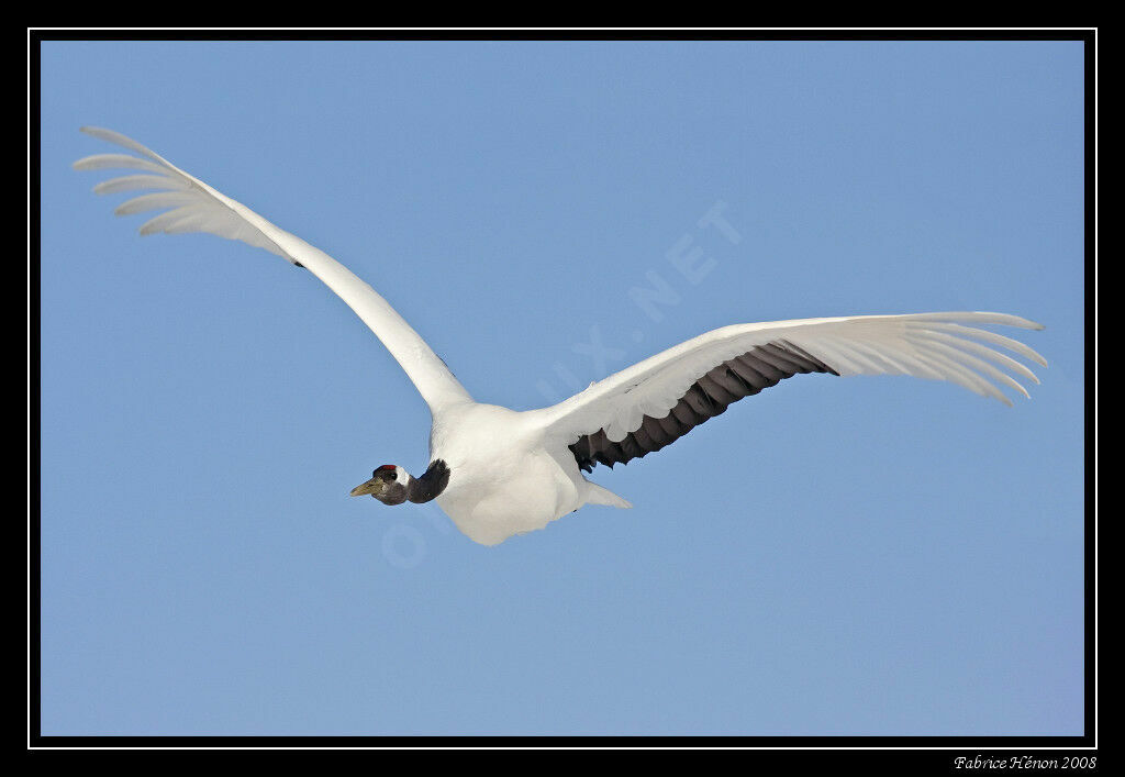 Red-crowned Crane