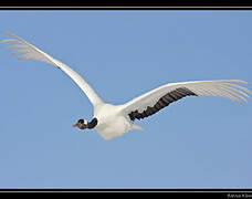 Red-crowned Crane