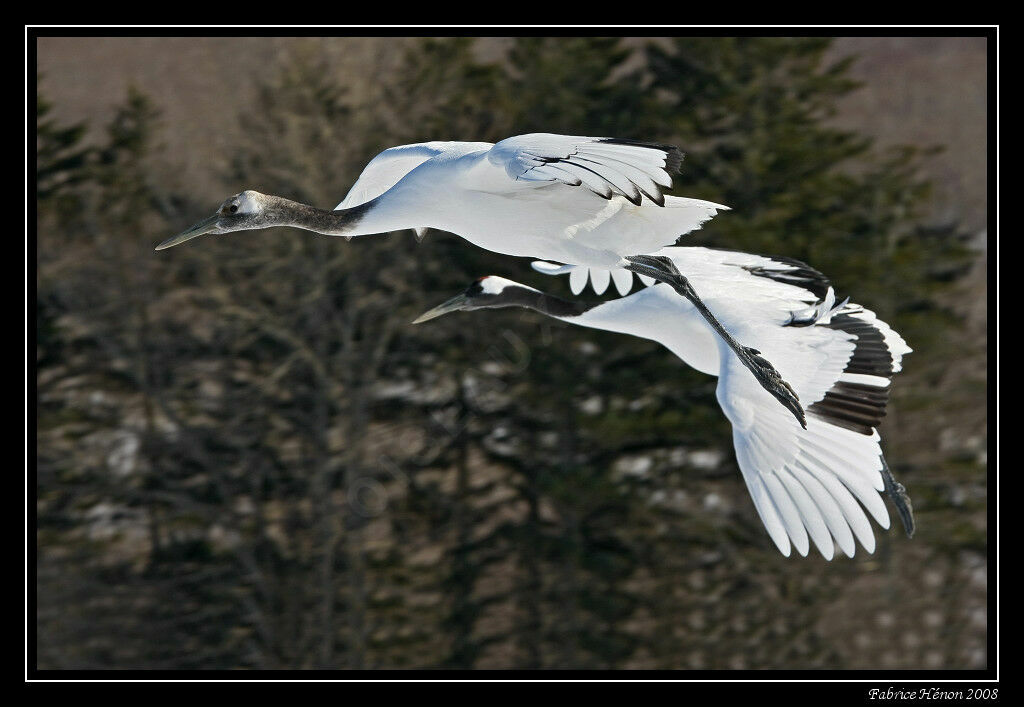 Red-crowned Cranejuvenile