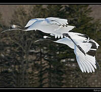 Red-crowned Crane