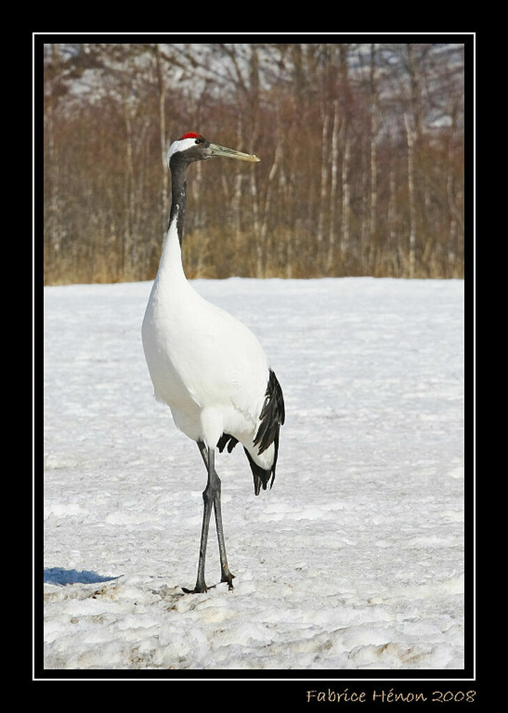 Red-crowned Craneadult post breeding