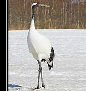 Red-crowned Crane