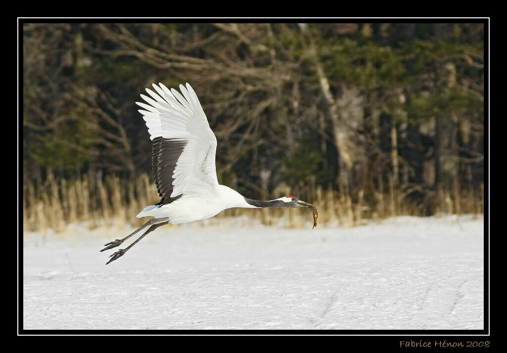 Red-crowned Craneadult post breeding