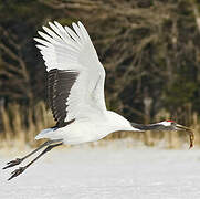 Red-crowned Crane