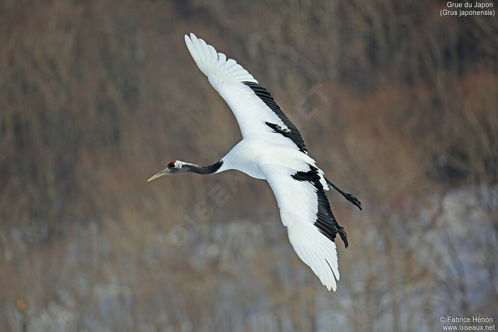 Red-crowned Craneadult, Flight