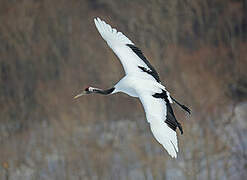 Red-crowned Crane