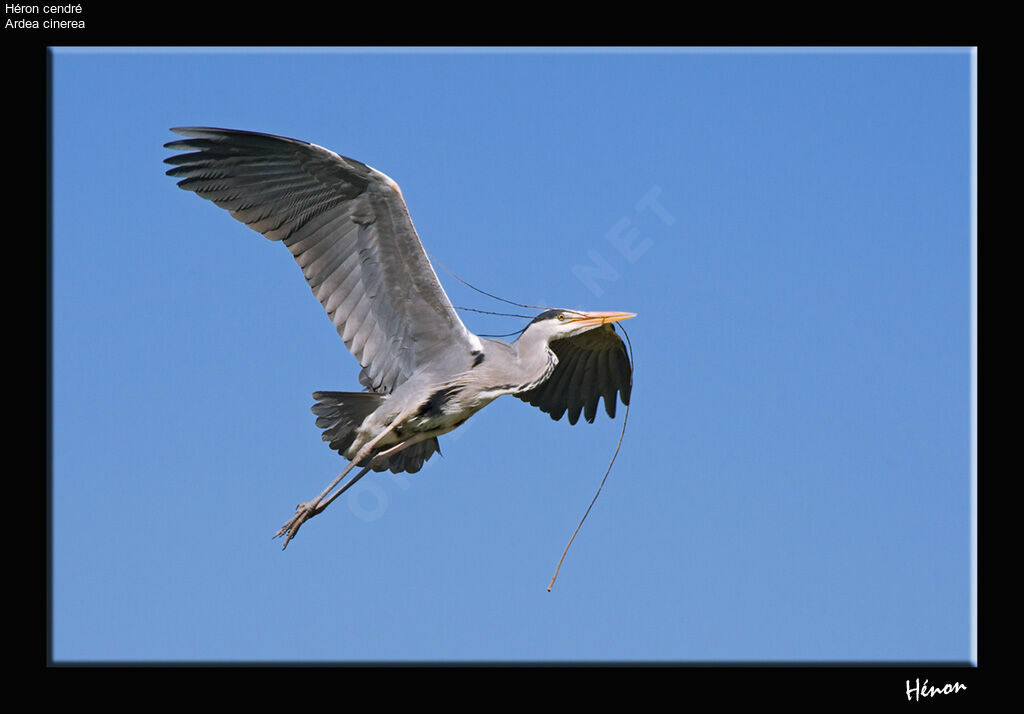 Grey Heronadult