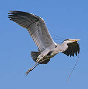 Grey Heron