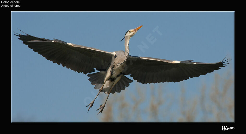 Grey Heron