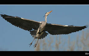 Grey Heron