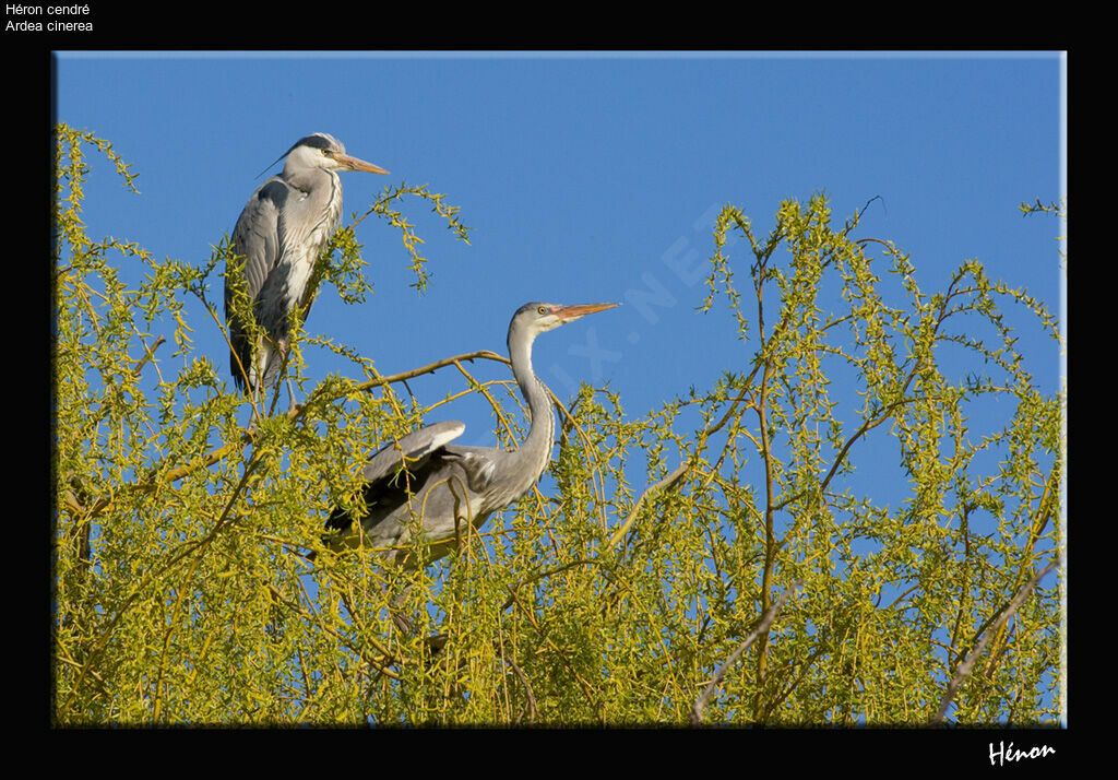 Grey Heron