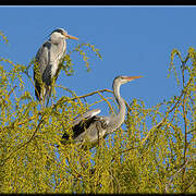 Grey Heron