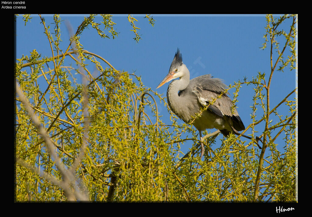 Grey Heron